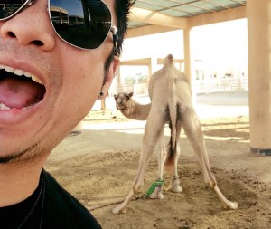 364 - HAHAHAHA - Bahrain Camel Farm